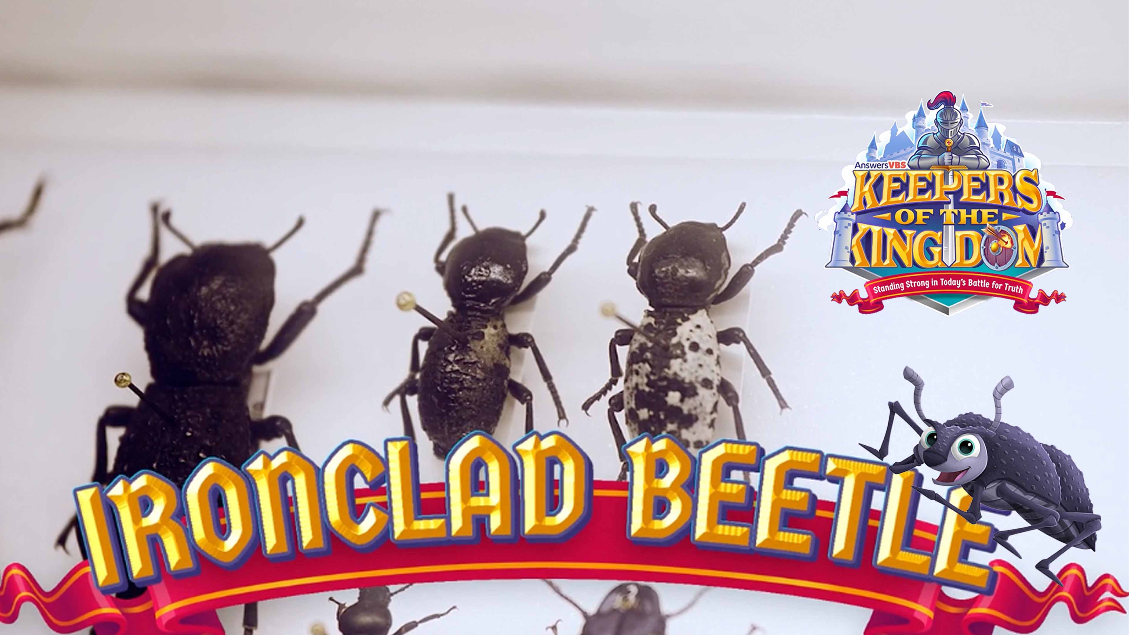 Keepers of the Kingdom Creature Feature Day 4 - Beetle