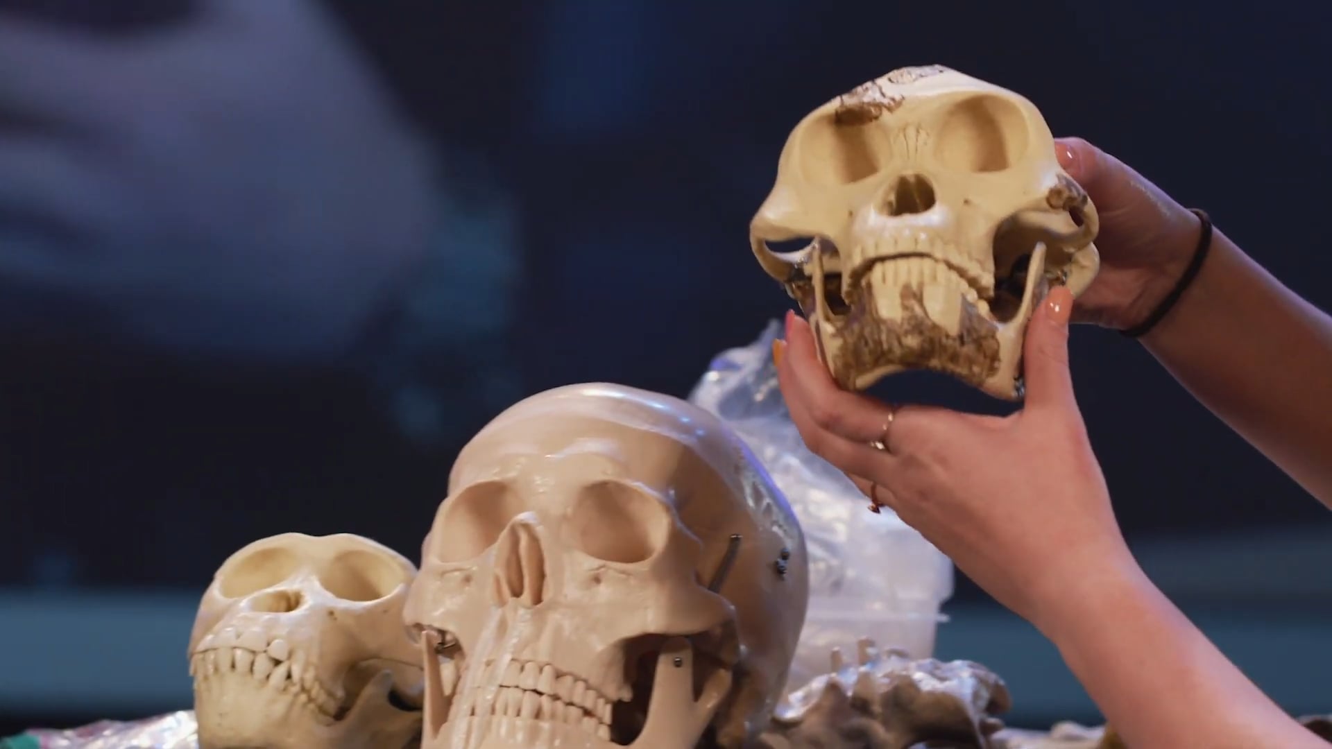Genesis Impact Clip - Australopithecus Afarensis Lucy‚