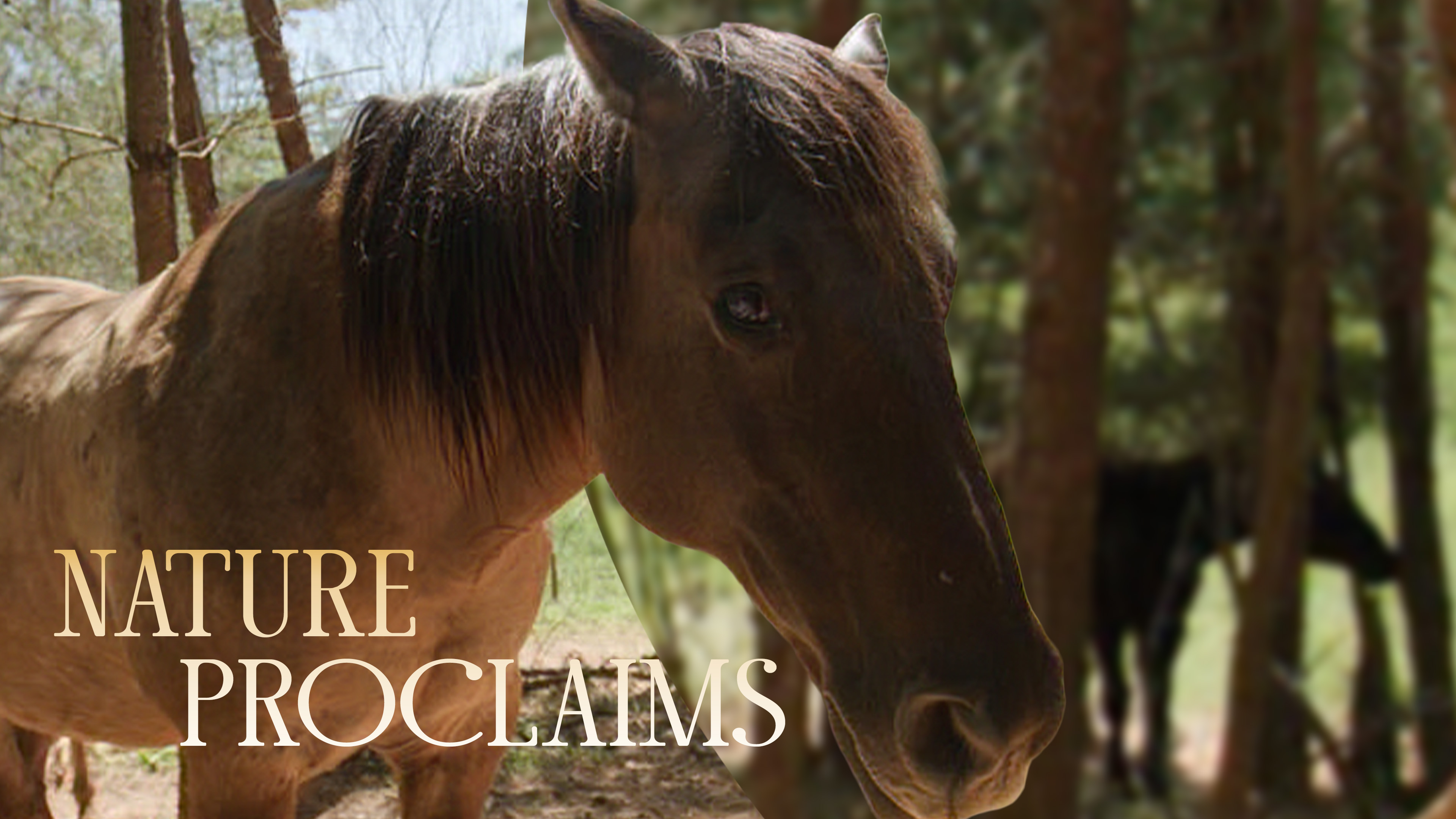 The Heartbeat of Horses