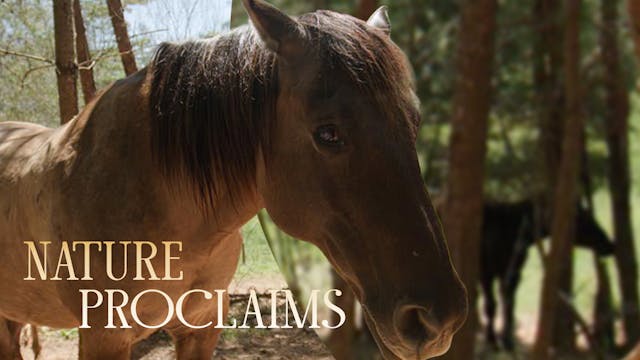 The Heartbeat of Horses