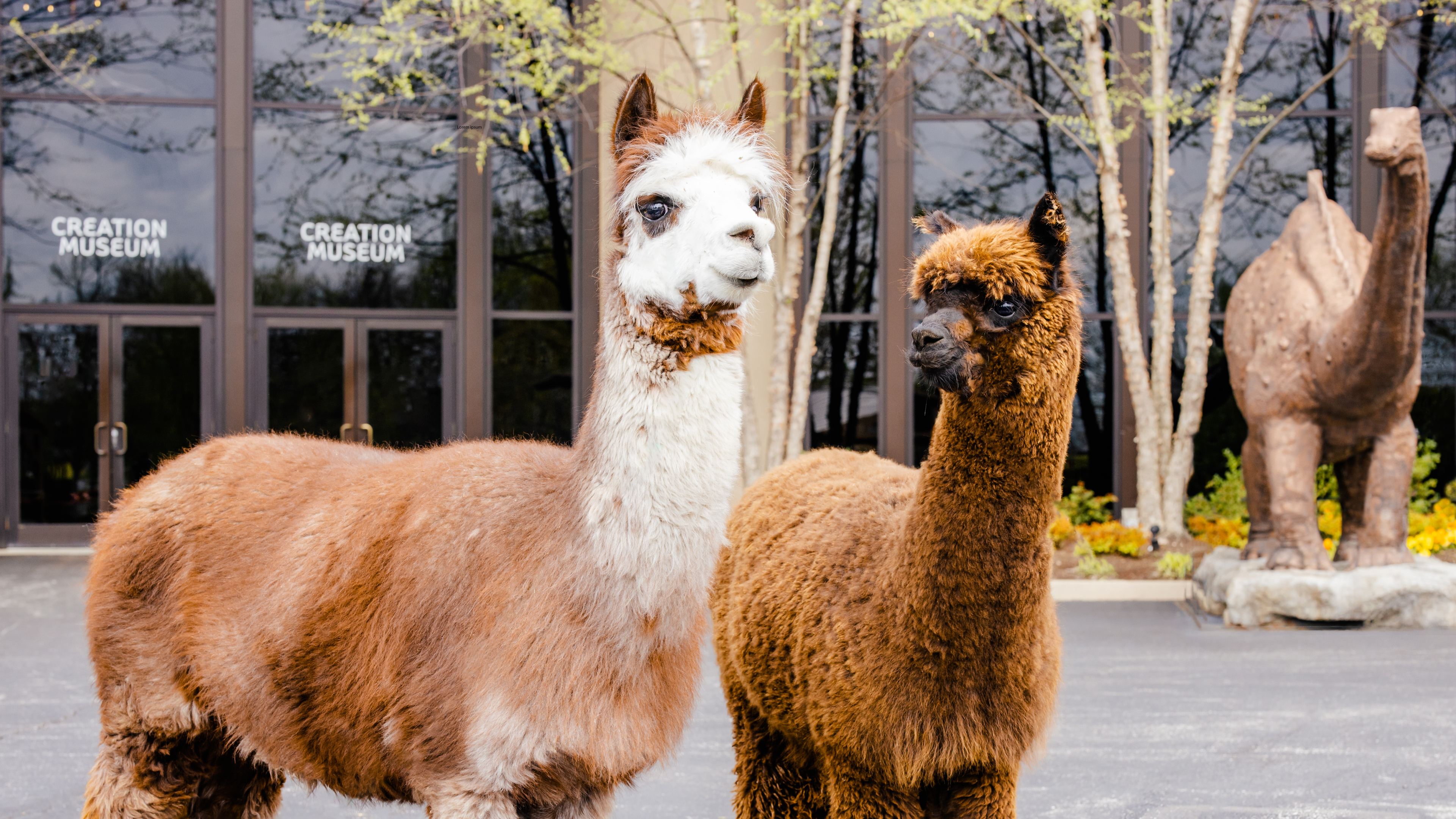 June 2022: Alpacas