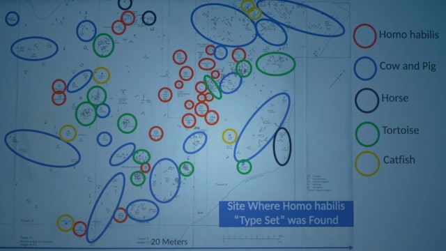 Genesis Impact Clip - Homo Habilis