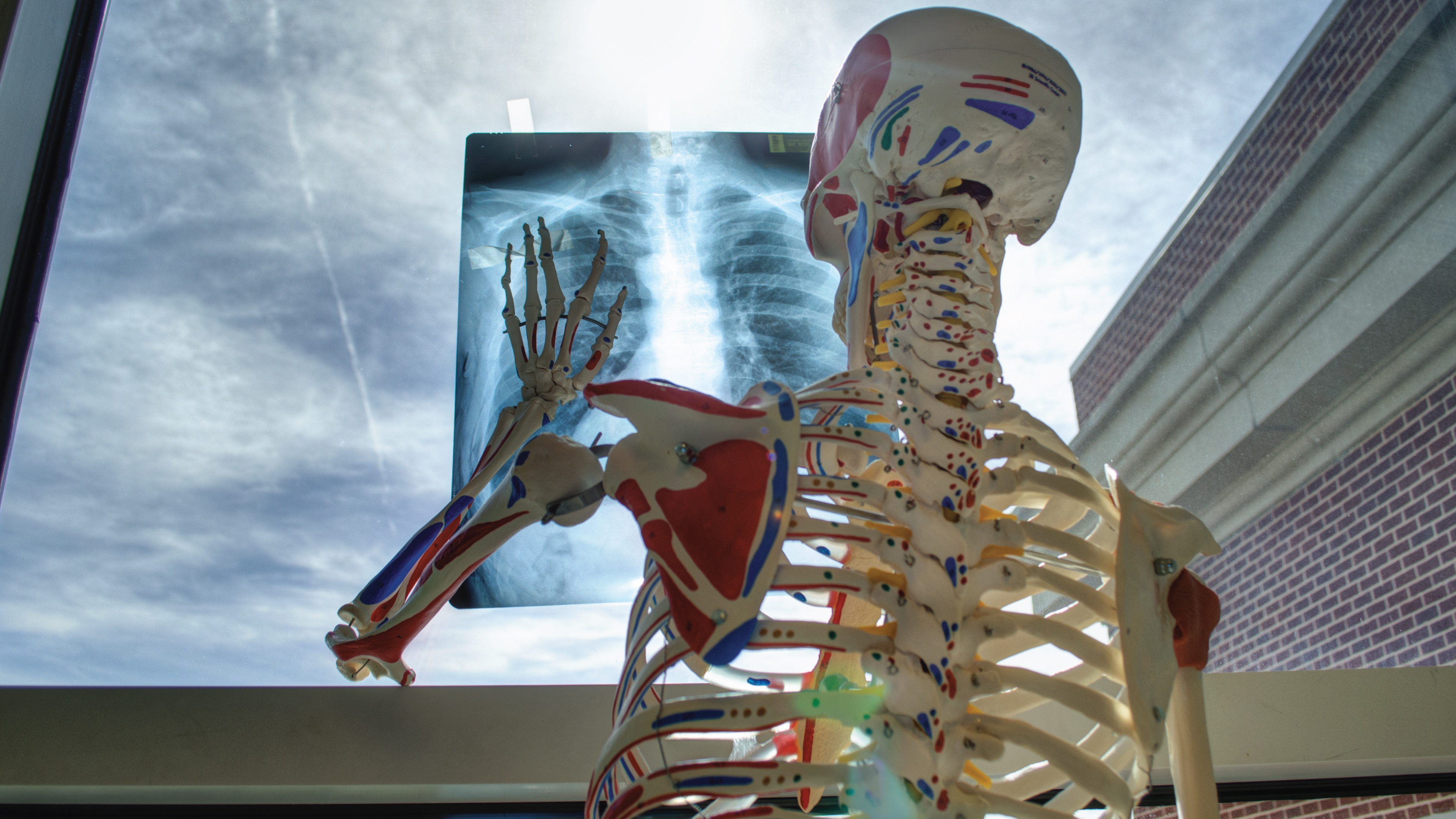 God's Girders - Bones of our Bodies