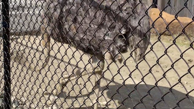 Largest bird in the world