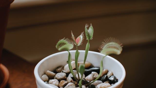 Cursed Plants: Flytraps