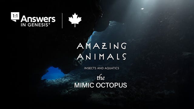 S1E7 Amazing Animals: The Mimic octopus