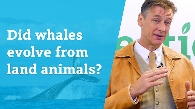 Did whales evolve from land animals?
