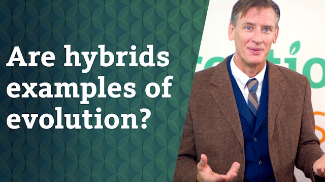 Are Hybrids examples of evolution?