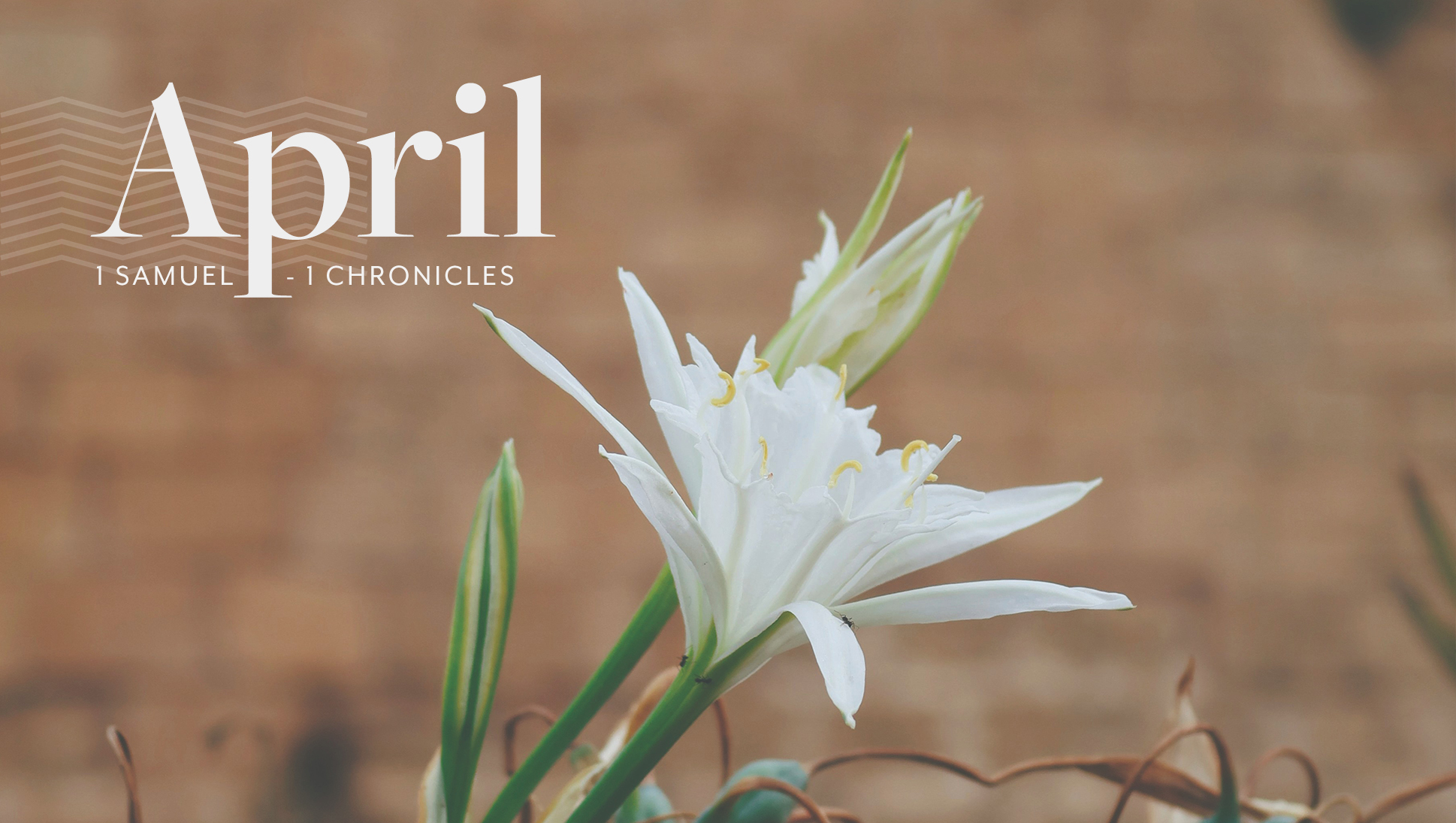 April 2026, Bible Discovery Guide - 1 Samuel - 1 Chronicles