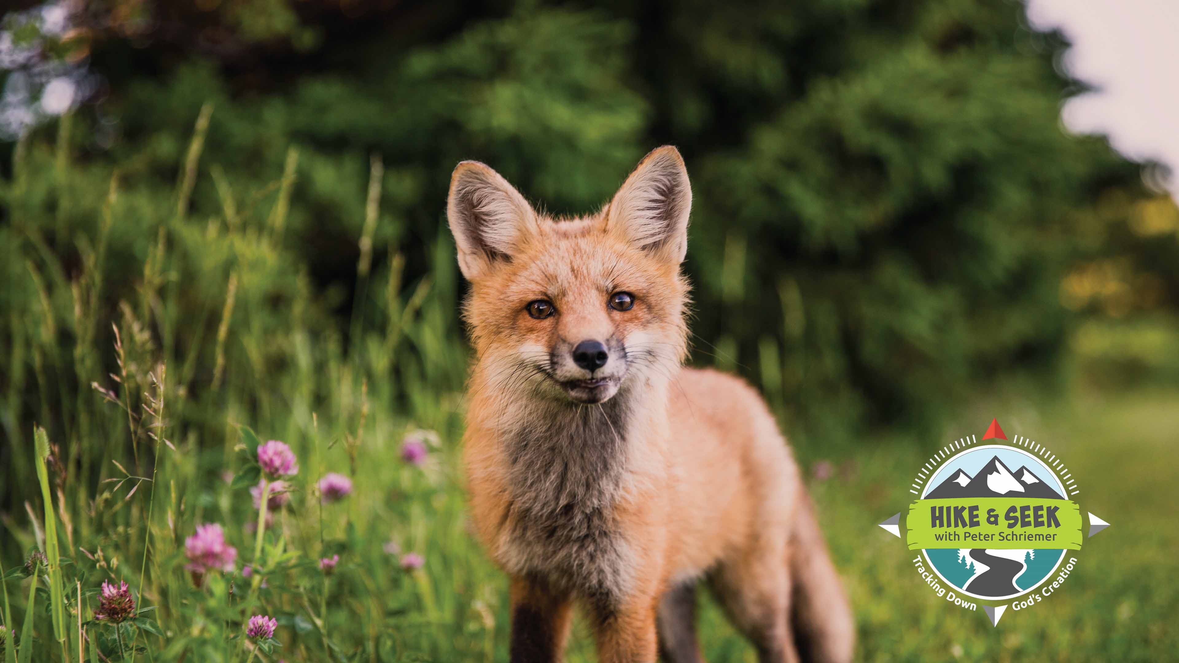 S1E4 Red Foxes & Coyotes