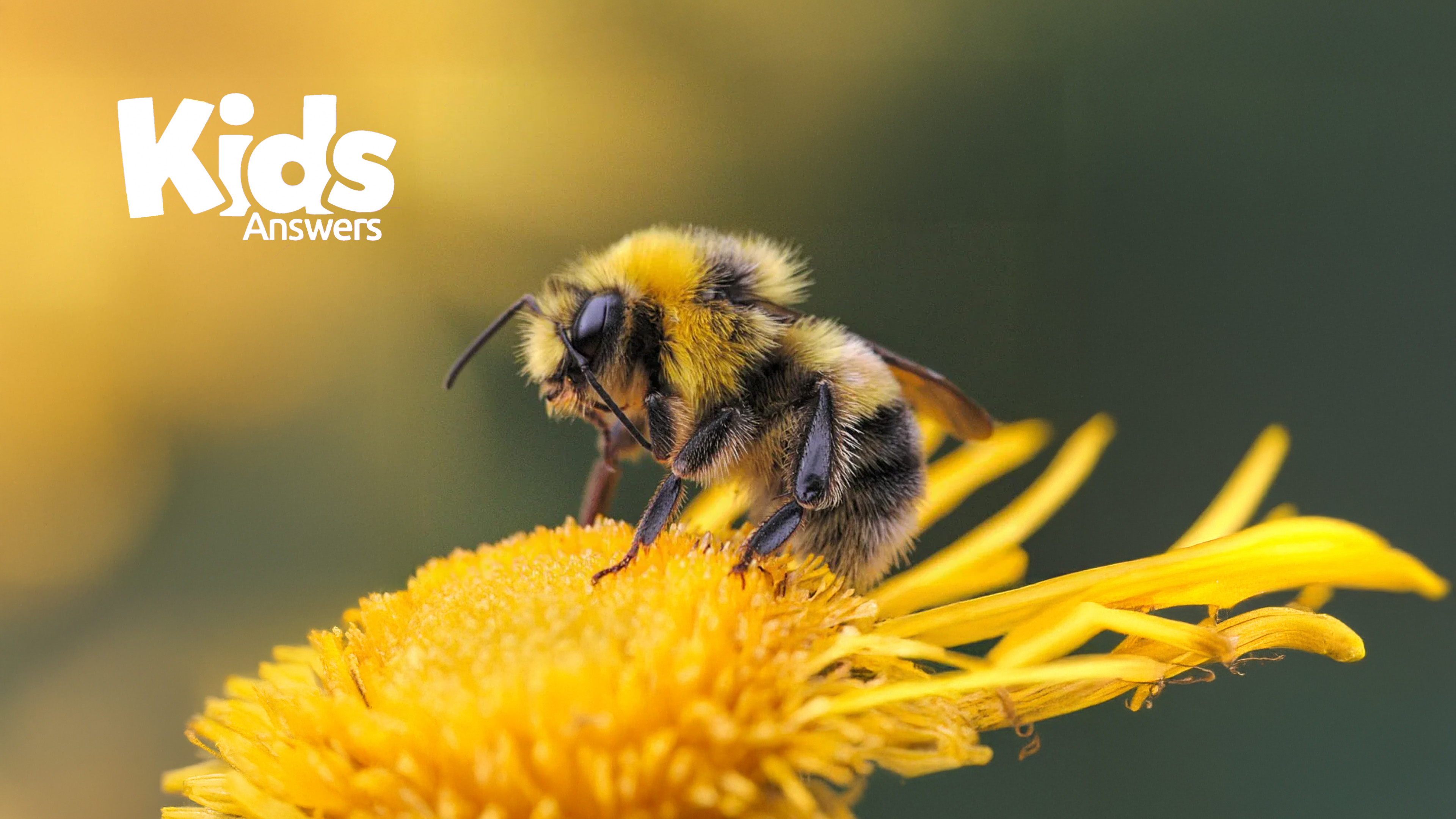 Kids Answers Magazine