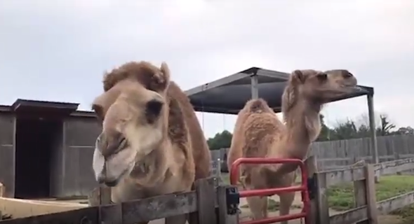 Creation Museum Zoo Animals