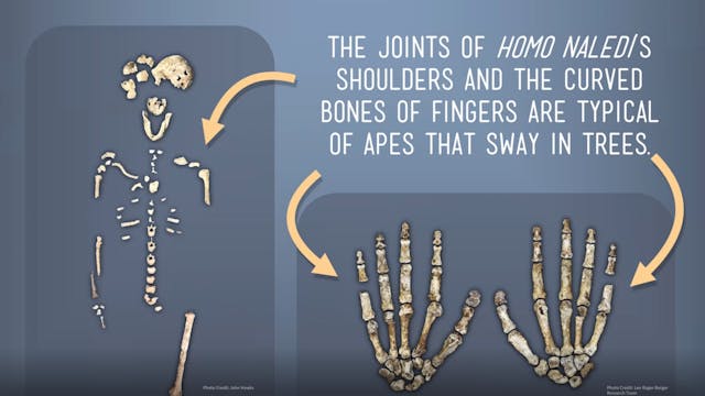 The Flood of Genesis - Understanding ...