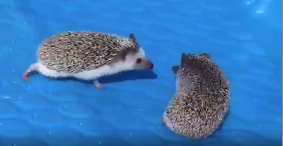 Hedgehogs at the Creation Museum Zoo