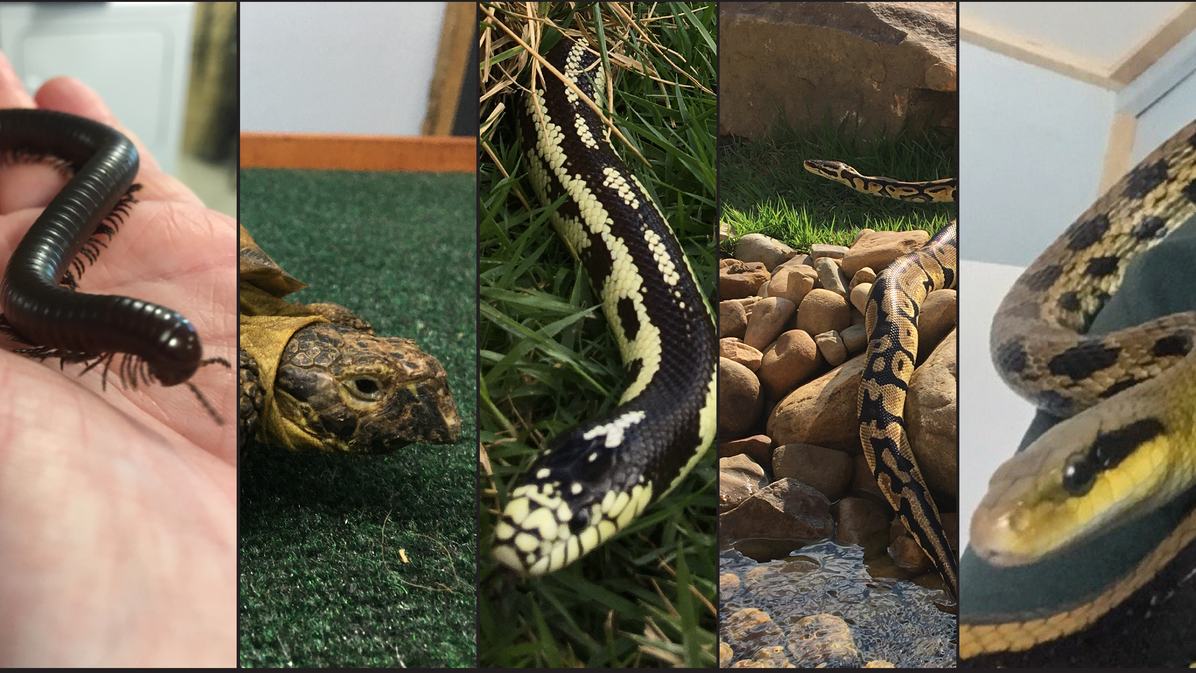 S1E43 Five New Creatures