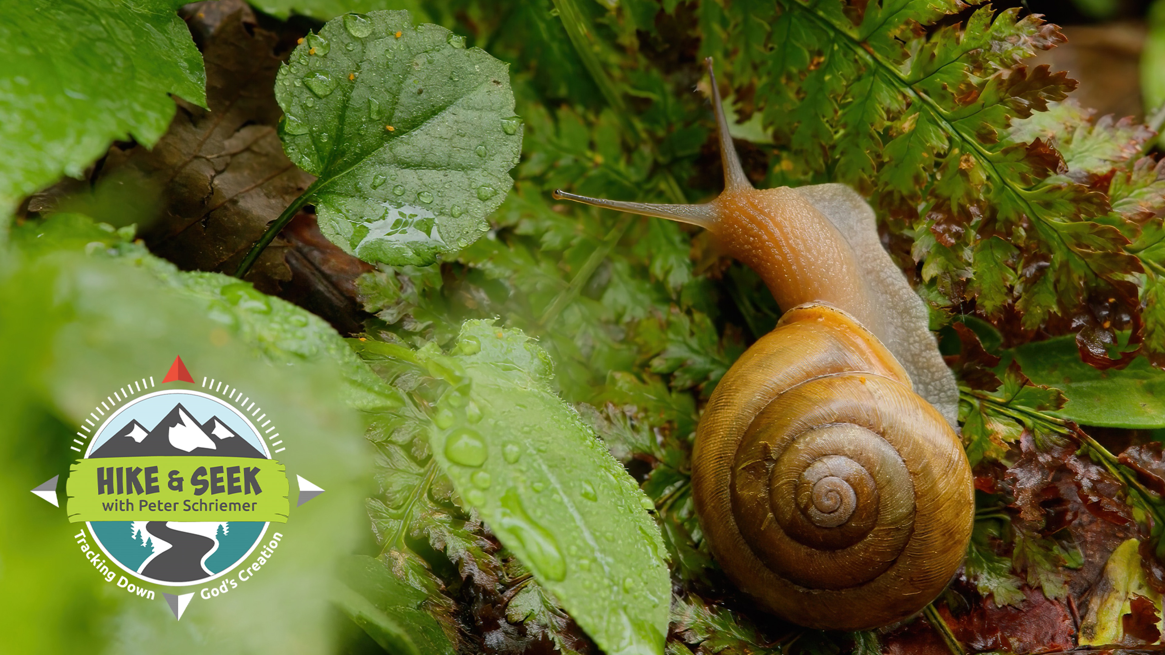 S3E6 The Ozarks: Ozark Mountains