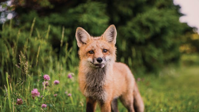 S1E4 Red Foxes & Coyotes