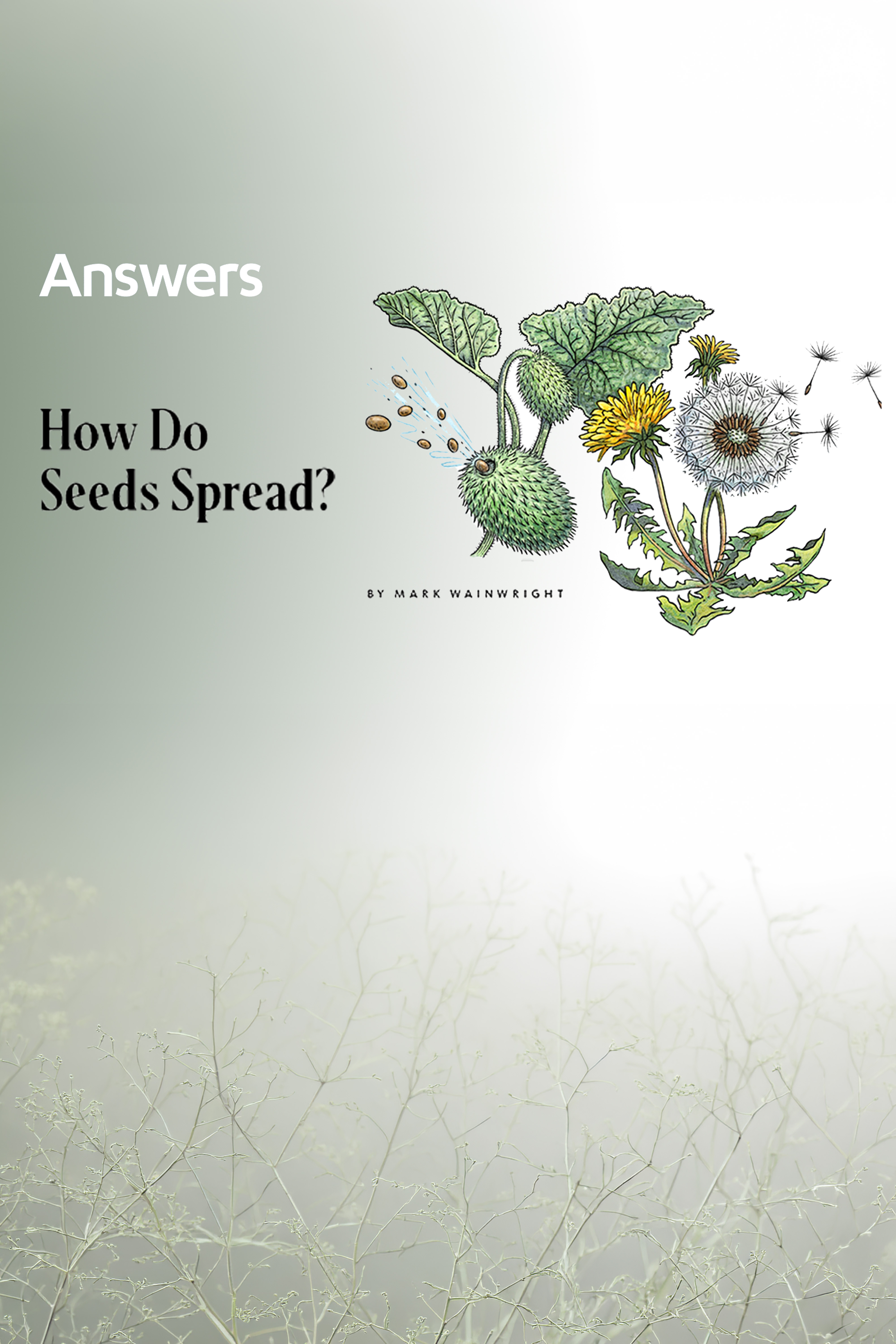 How do Seeds Spread? (Answers Audio Article)