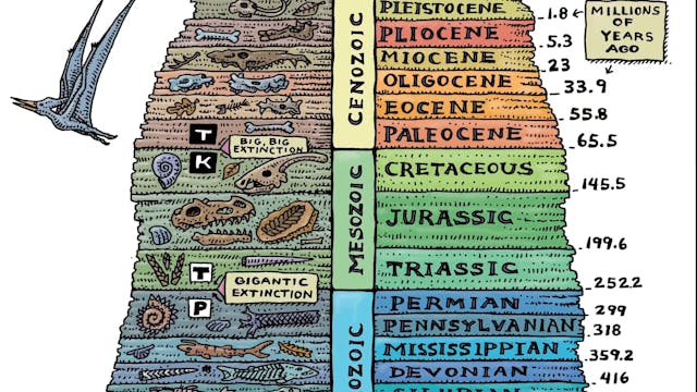 The Fossil Record and Transitional Forms