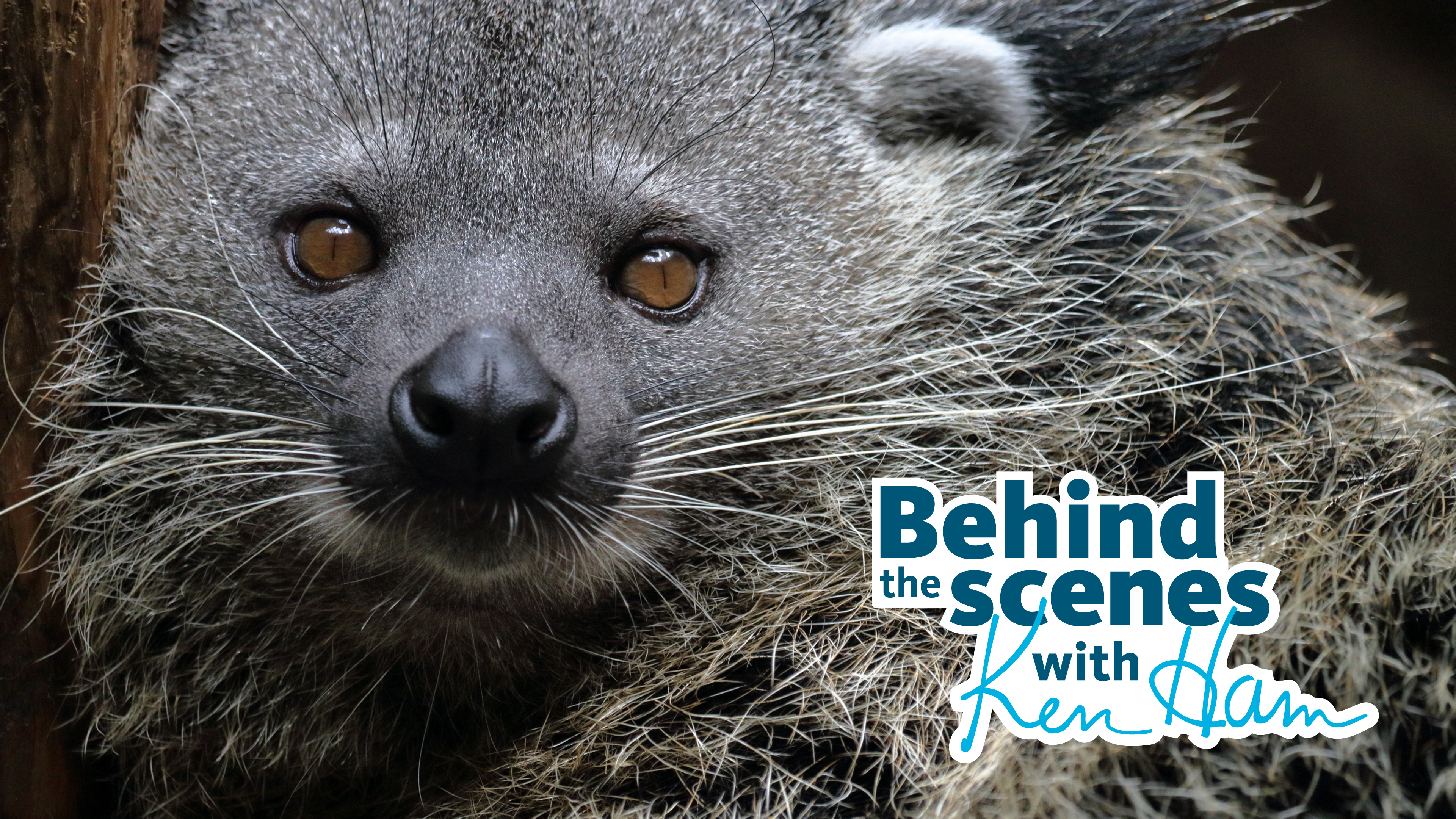 S2E11 Meet the Binturong and Porcupines with Ken Ham & Leanne