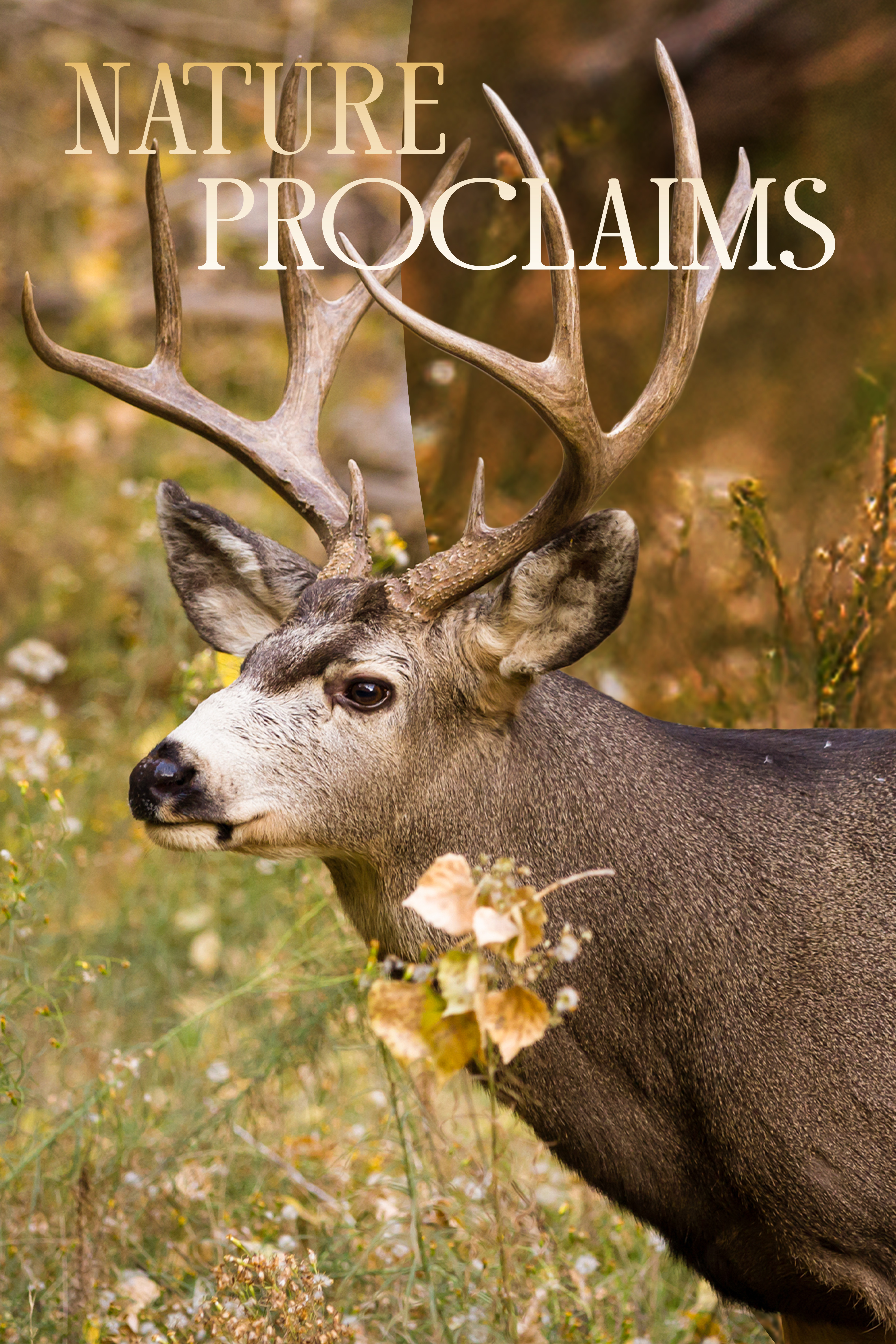 Mule Deer Beneath the Open Sky
