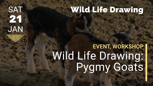 2023.01.21 | Wild Life Drawing: Pygmy Goats 
