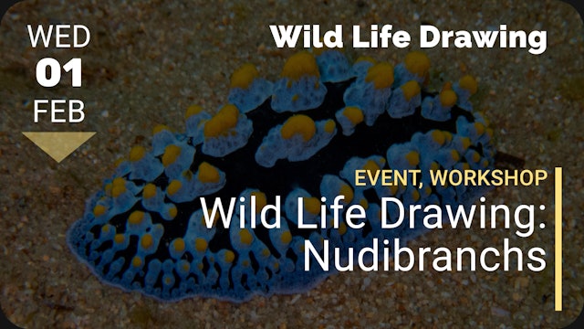 2023.02.01 | Wild Life Drawing: Nudibranchs