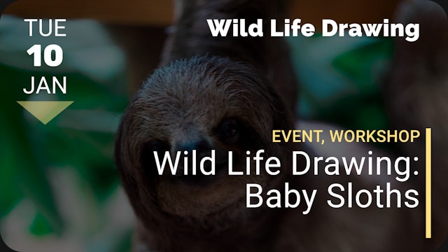 2023.01.10 | Wild Life Drawing: Baby Sloths 