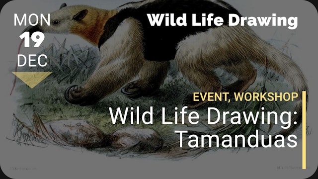 2022.12.19 | Wild Life Drawing: Tamanduas 