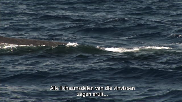 A_Plastic_Ocean_ Dutch_Subtitles