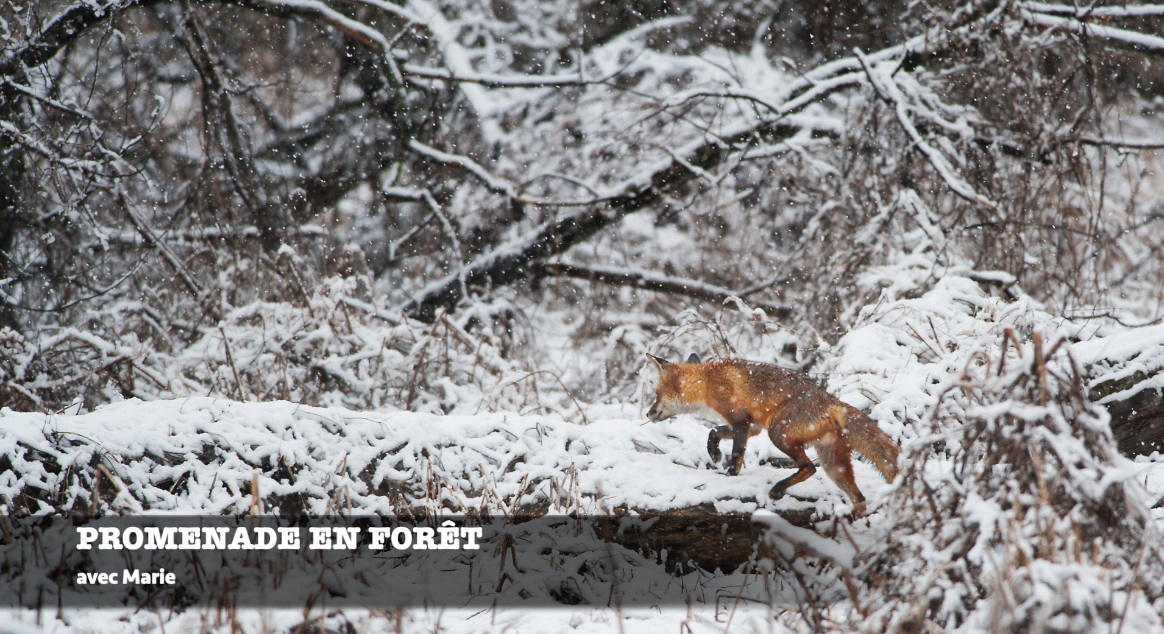 FRENCH - Promenade en forêt (Winter Walk)