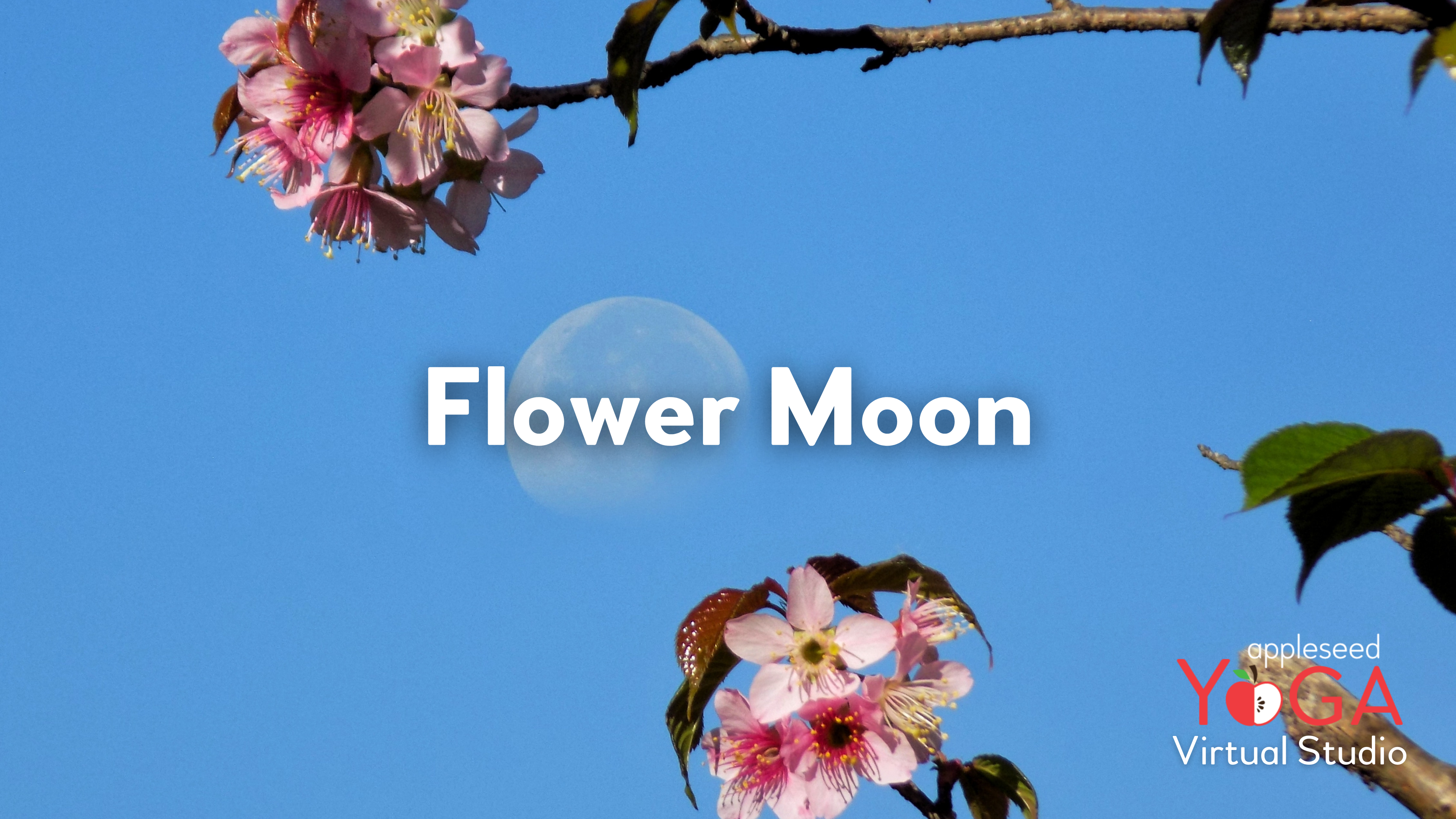 Flower Moon Yoga 🌼