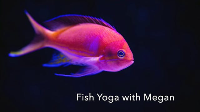 KIDS - Fish Yoga 🪸