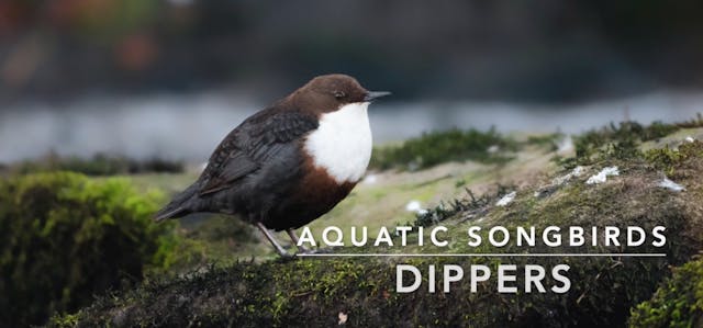 FAMILY - Aquatic Songbirds: Dippers