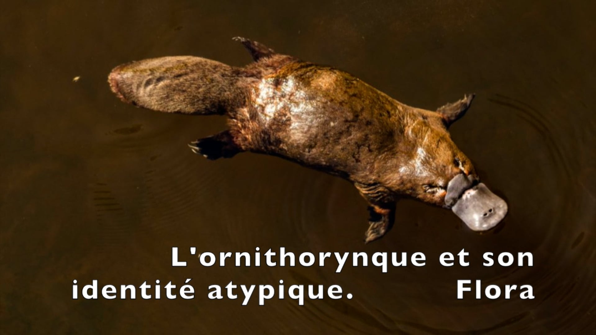 FRENCH-  L'identité atypique de ornithorynque (The platypus's atypical identity)