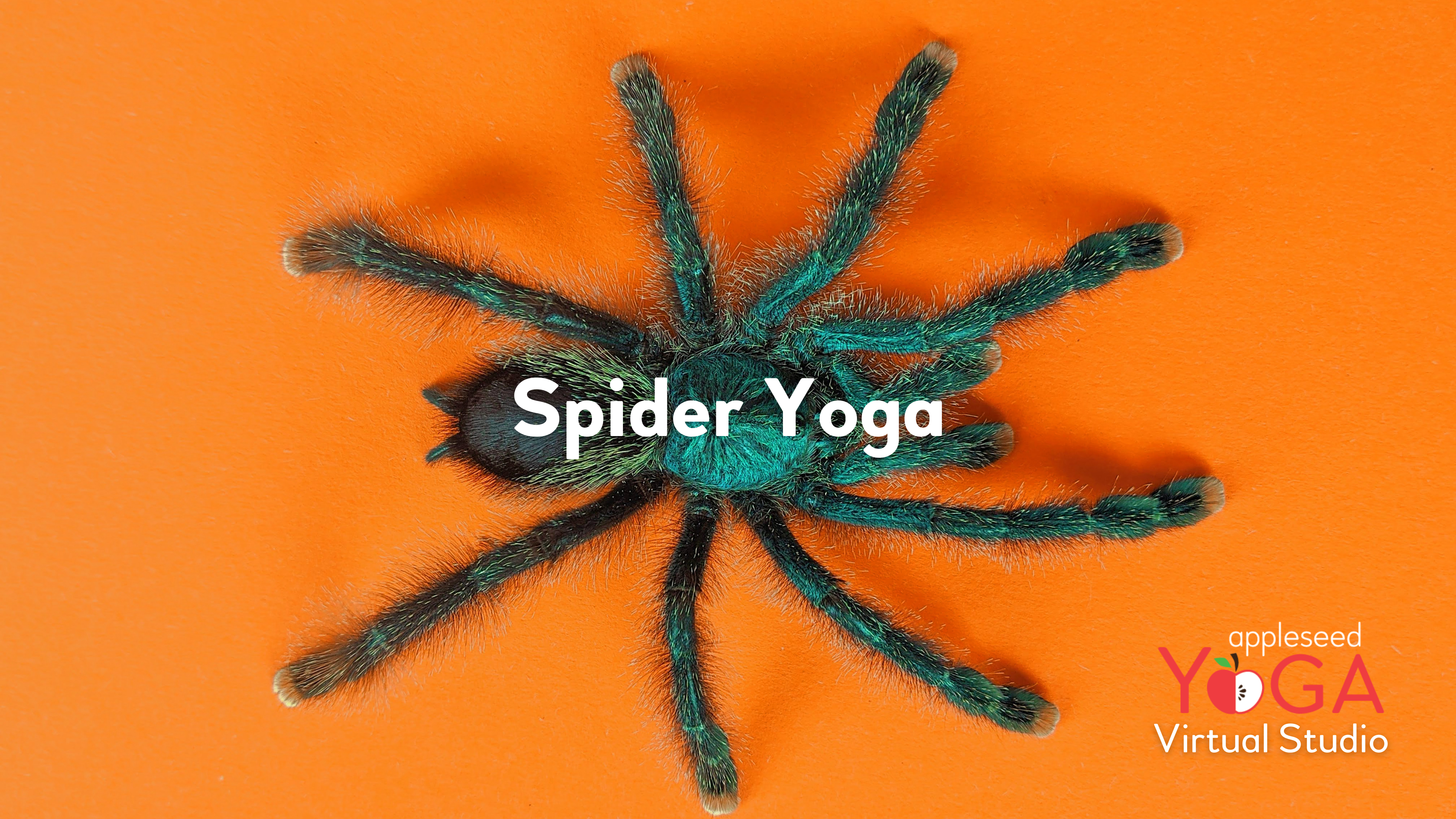 Spider Yoga