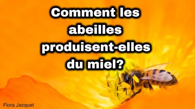 FRENCH - Comment les abeilles font le miel (How Bees Make Honey)