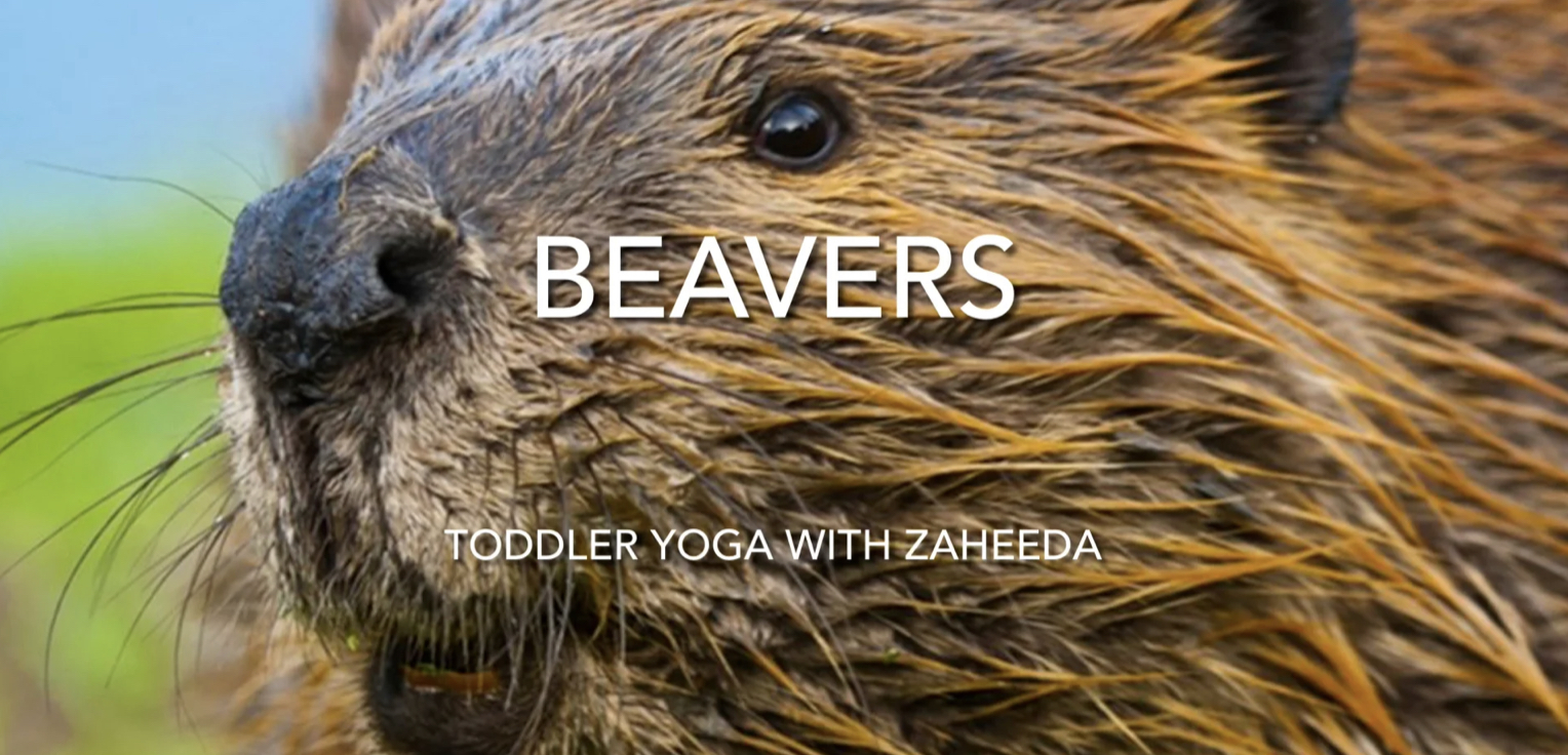 TODDLER - “I am a Beaver” by Paul Covello