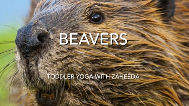 TODDLER - “I am a Beaver” by Paul Cov...