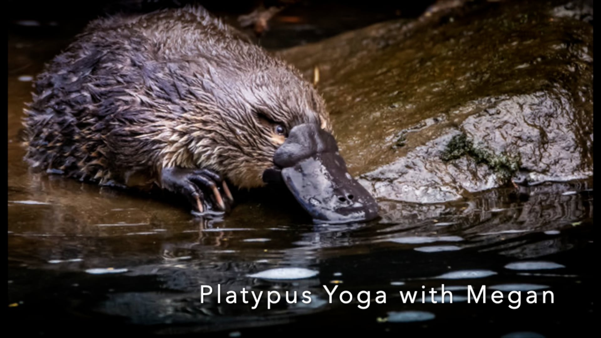YOGA STORYTIME - "A Platypus, Probably" by Sneed B. Collard III