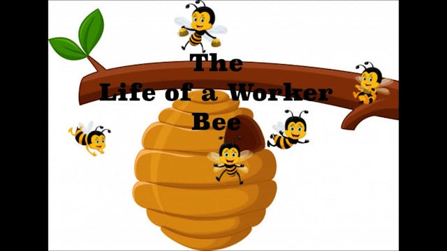 TODDLER - The Life of a Worker Bee