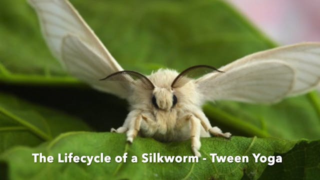 TWEEN - Life Cycle of a Silkworm