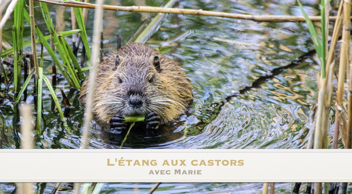 FRENCH - L'étang aux castors (The Beaver Pond)