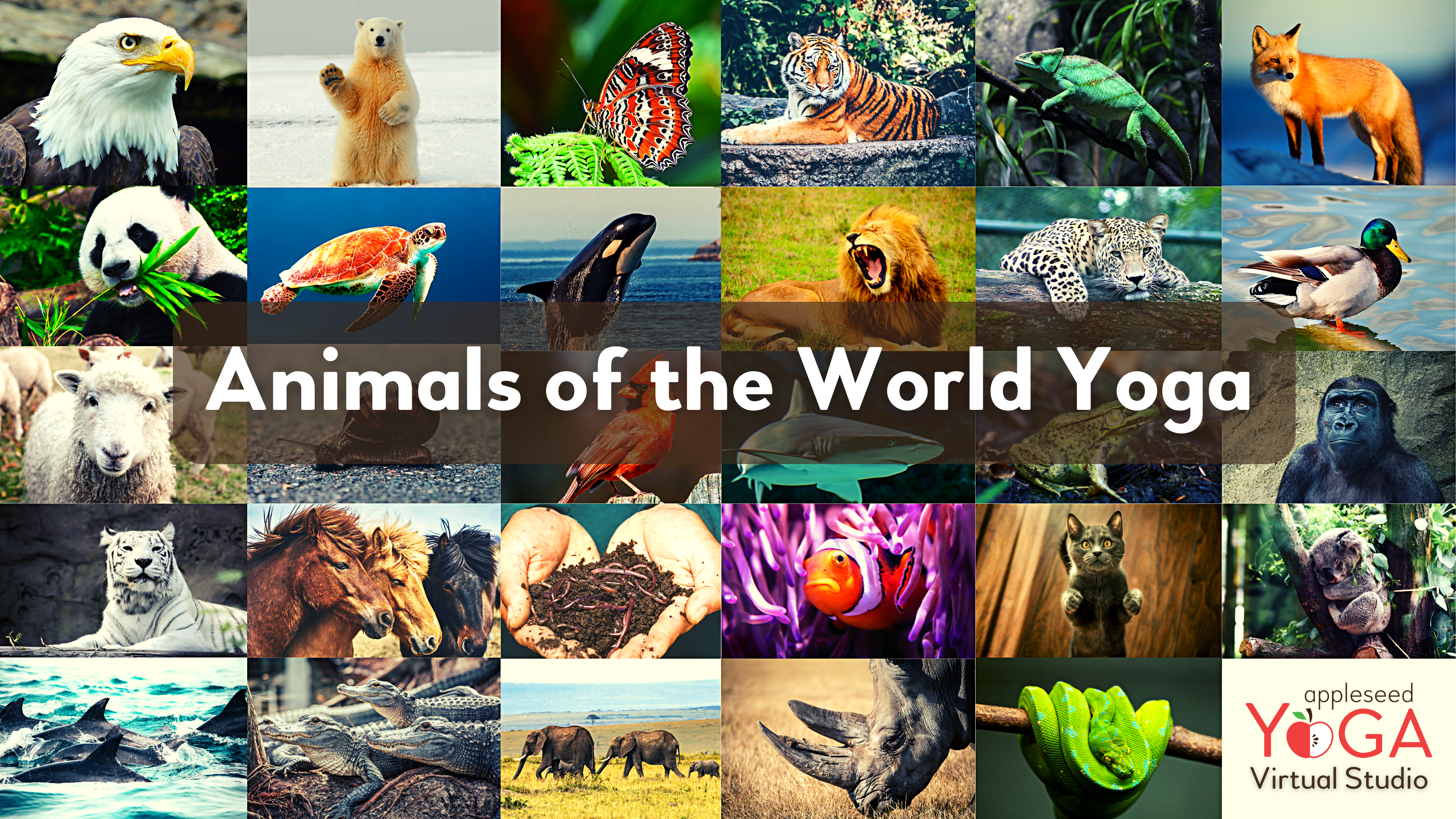 Animals of the World Yoga