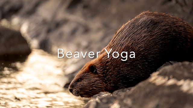 KIDS - Beaver Yoga (Beaver Moon)