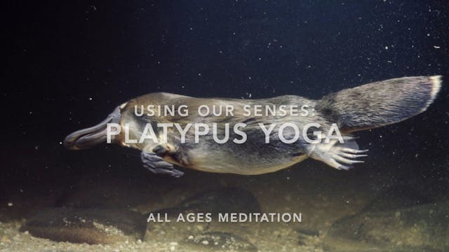 MEDITATION - Platypus Yoga