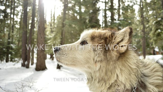 TWEEN - Waking Up with the Wolves