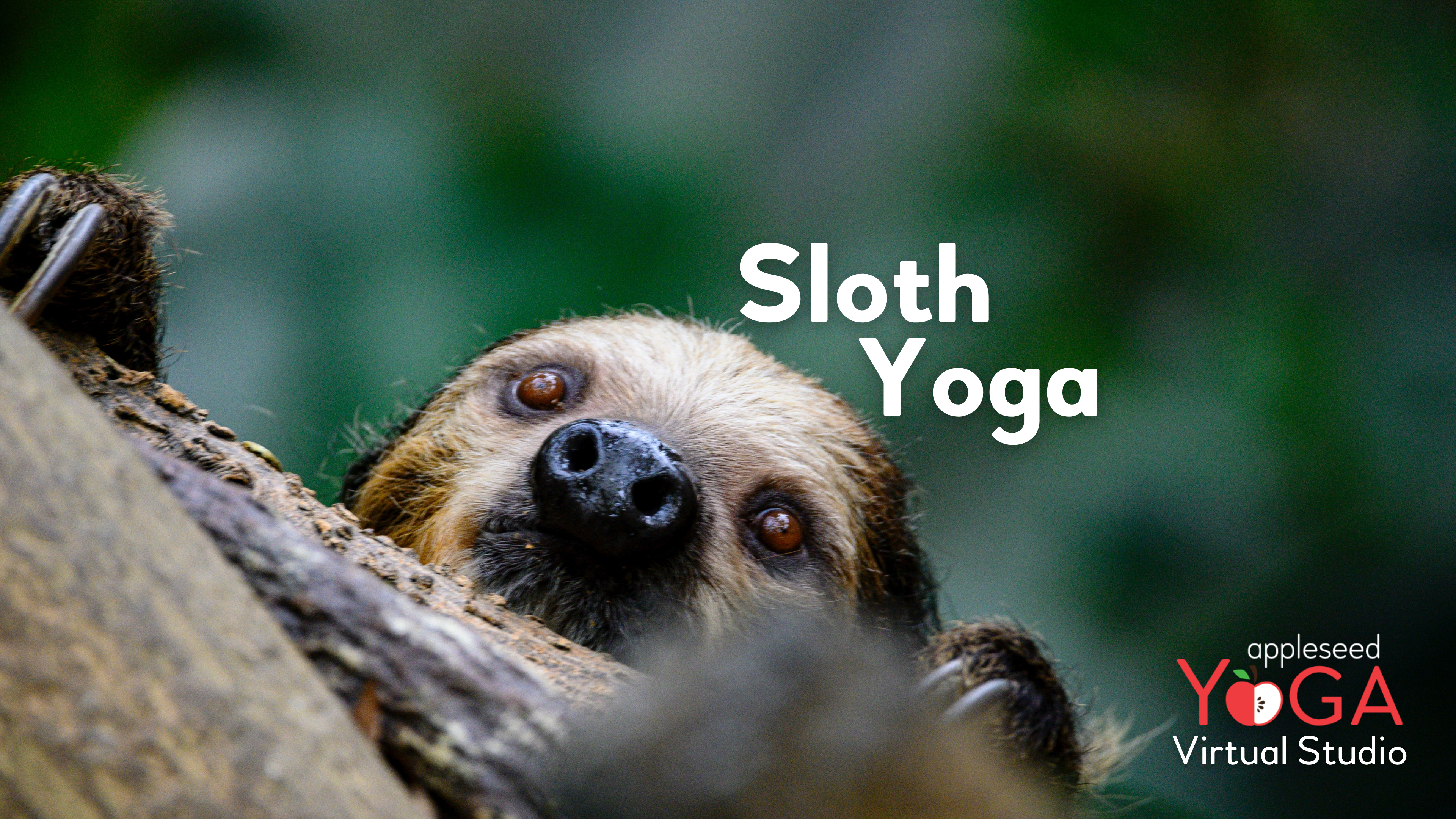 Sloth Yoga 🦥 (Slow Down)