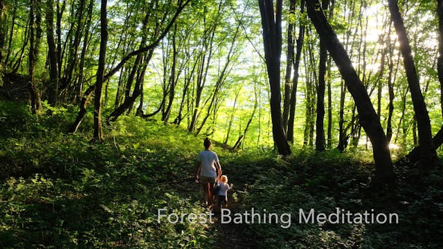 MEDITATION - Forest Bathing 