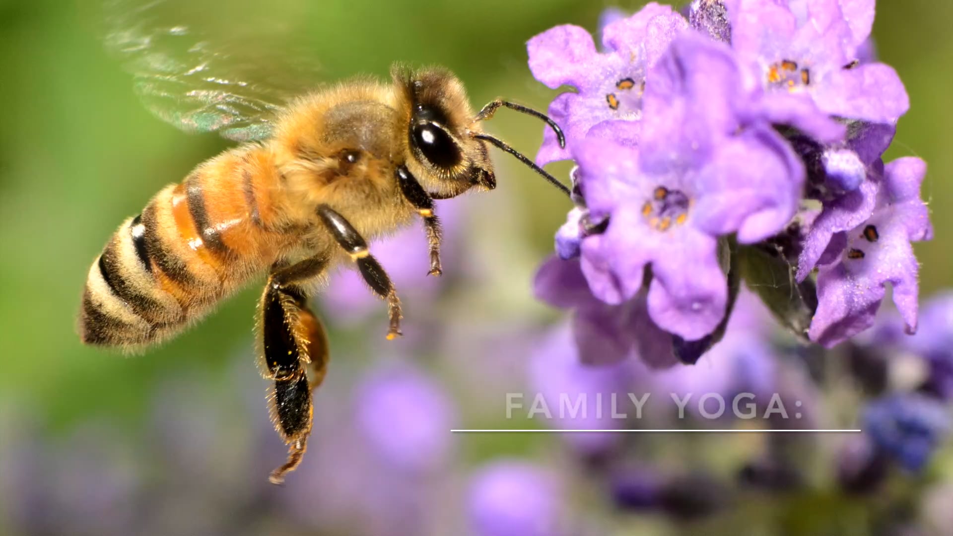 FAMILY - Save the Bees Yoga